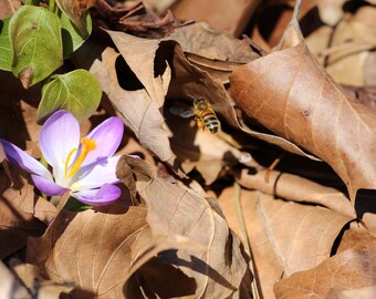 Bee- Photo