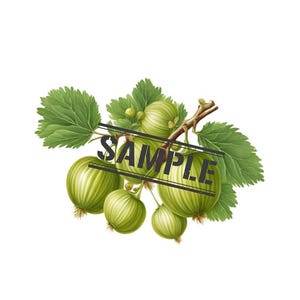 Gooseberry svg Digital Print Instant Download, Transparent Background, Gooseberries Illustration Art Drawing, Cottagecore Decoration