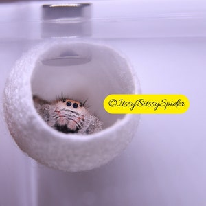 Organic magnetic Silk hide for Jumping spiders,Inverts, small