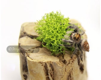 REAL Micro Stump with moss for jumping spiders,inverts and more