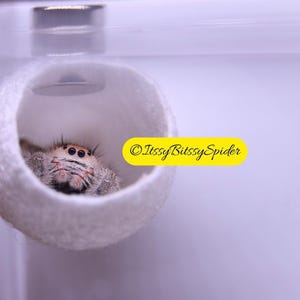 Organic Magnetic Silk hide for Jumping Spiders 2 Magnets Included