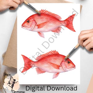 May include: Two watercolor illustrations of red snapper fish on a white background. The fish are detailed with fins, scales, and a realistic appearance. The words "Digital Download" are at the bottom of the image.