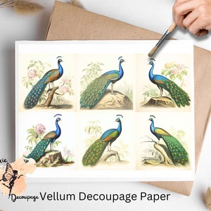 Vintage Peacock 1, un foglio di carta per decoupage formato lettera USA