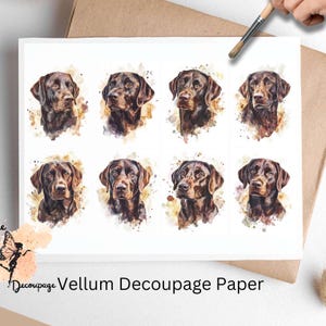 May include: Eight watercolor illustrations of chocolate Labrador Retriever dogs on a white background. Each dog is depicted with a different pose and expression. The illustrations are surrounded by watercolor splatters.