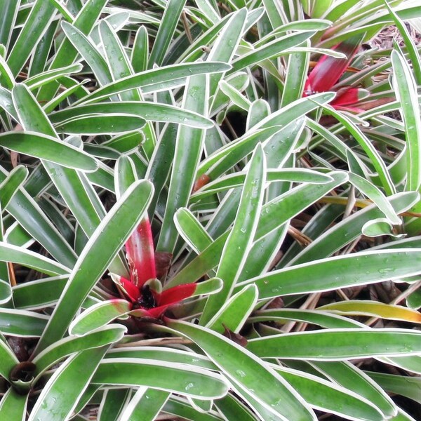 Bromeliad - Neoregelia Bossa Nova- ONE or bundle of 3 or 5 plans