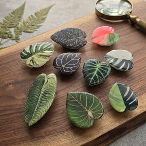 May include: A collection of nine decorative magnets shaped like various tropical plant leaves, including variegated monstera, dark alocasia, and pink-tinted foliage, arranged on a wooden surface with a magnifying glass in the corner.