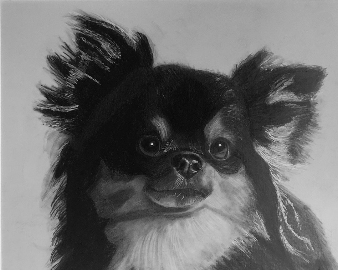 pet-pencil-drawing-personalised-drawing-dog-cat-artwork-etsy