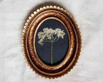 クイーンアンズレースのミニオーバルアート、ゴールドのスカラップフレームに入った押し花のドライクイーンアンズレース、押し花のウォールアート、フレーム入り押し花