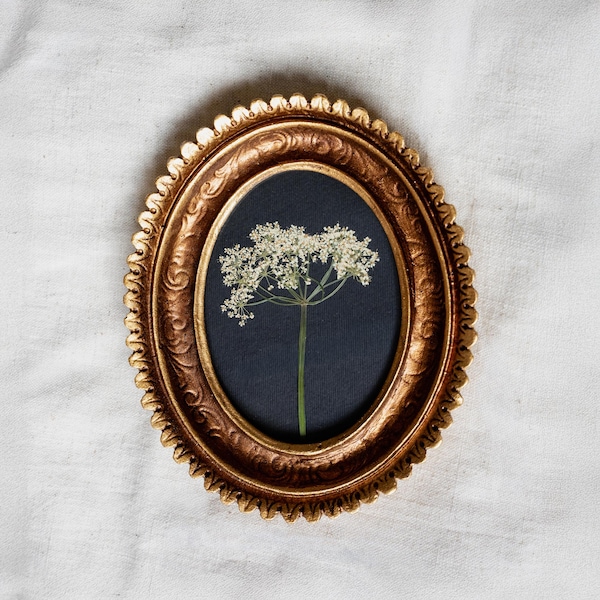 Mini ovale kunst Queen Anne's Lace, geperste gedroogde Queen Anne's Lace in gouden geschulpte lijst, geperste bloemen muurkunst, ingelijste geperste bloem
