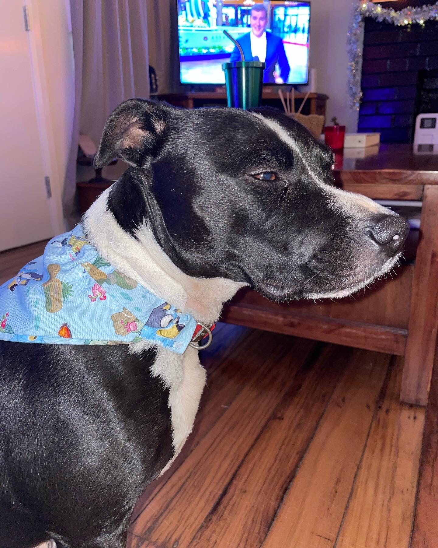 Custom Bluey Overthecollar Bandana Etsy