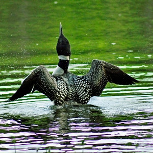 Loon Photo - Nature Photography