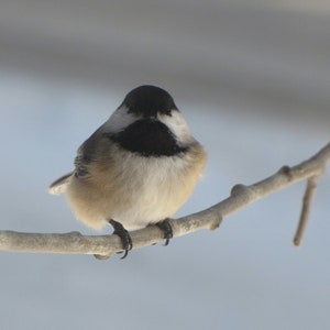 Black-capped Chickadee - Nature Photography