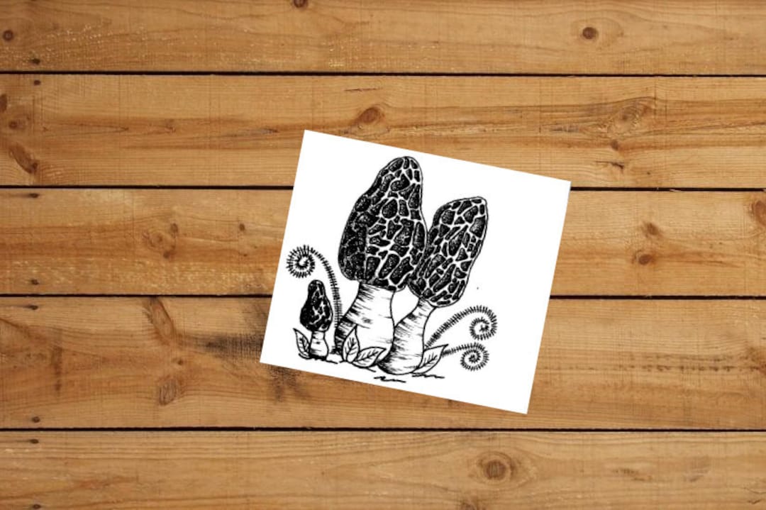 Morel Mushroom Coloring Page Etsy