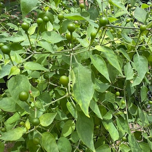 Piquin Chile Seeds (Semillas De Chile Piquin)