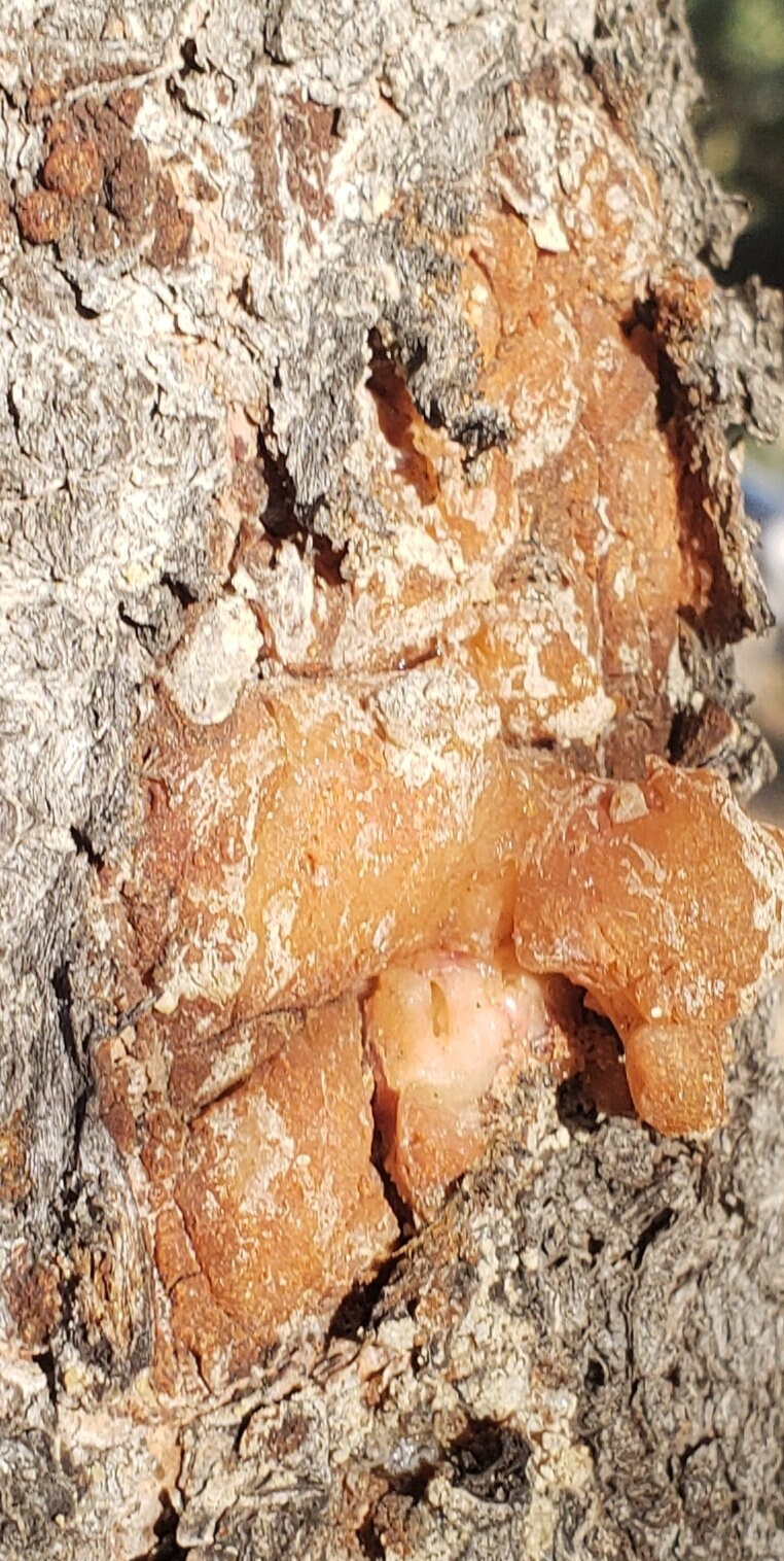 Piñon Pine Sap Resin Pitch Pinyon Pinon Pinion Rosin Trementina