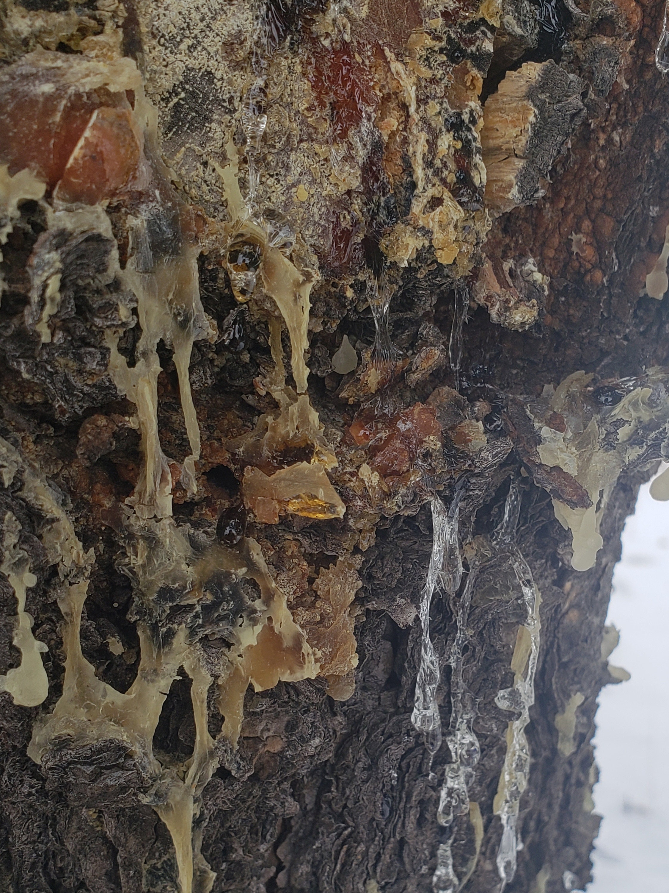 Piñon Pine Sap Resin Pitch Pinyon Pinon Pinion Rosin Trementina
