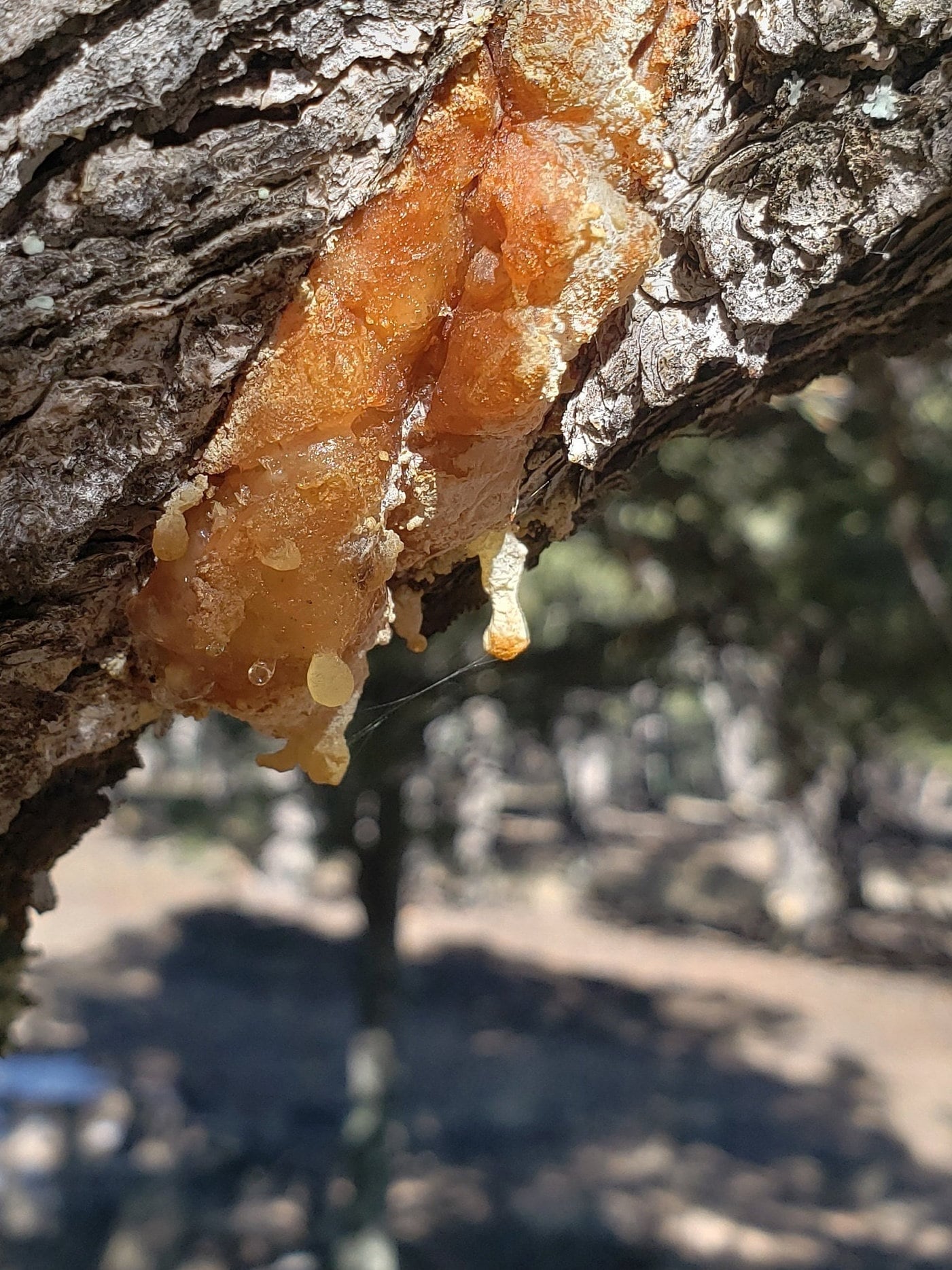 Piñon Pine Sap Resin Pitch Pinyon Pinon Pinion Rosin Trementina