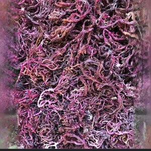 Purple Sea Moss – Wildcrafted from St. Lucia | Raw, Sun-Dried Irish Moss | Dried Seamoss for Gel, Vegan Superfood, Alkaline Superfood