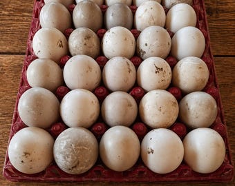 Farm Fresh Duck Eggs 1 Dozen – Pasture-Raised Organic No Antibiotics