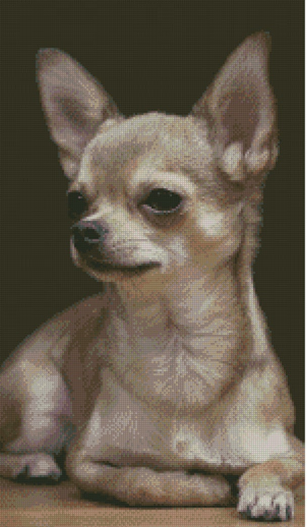 Male Applehead Chihuahua - general for sale - by owner