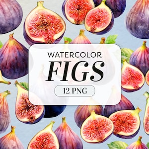 Watercolor Fig Clipart - Watercolor Fruits PNG - Commercial Use - Figs Fruit Clipart - Figs Illustrations - Digital Download