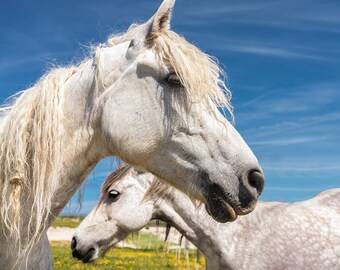 Connemara Ponies Print: Wild Atlantic Way Irish Landscape Photography