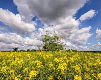 Rapeseed Field Fine Art Print: County Meath, Ireland Landscape