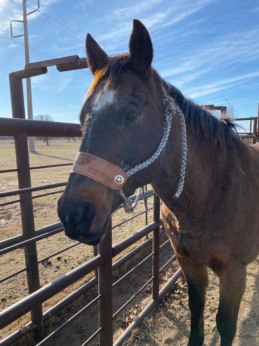 Licol Bronc ProRider 280M01 - Cuir Brun Foncé - Taille Cheval - Neuf