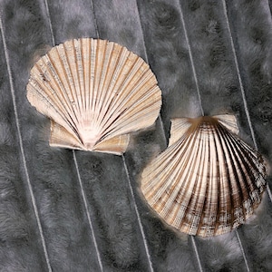 Scallop shell painted &quot;Gold&quot; 12 cm/from Brittany, France - Decoration/ &quot;golden&quot; Scallop shell cleaned/from Brittany, Fr.