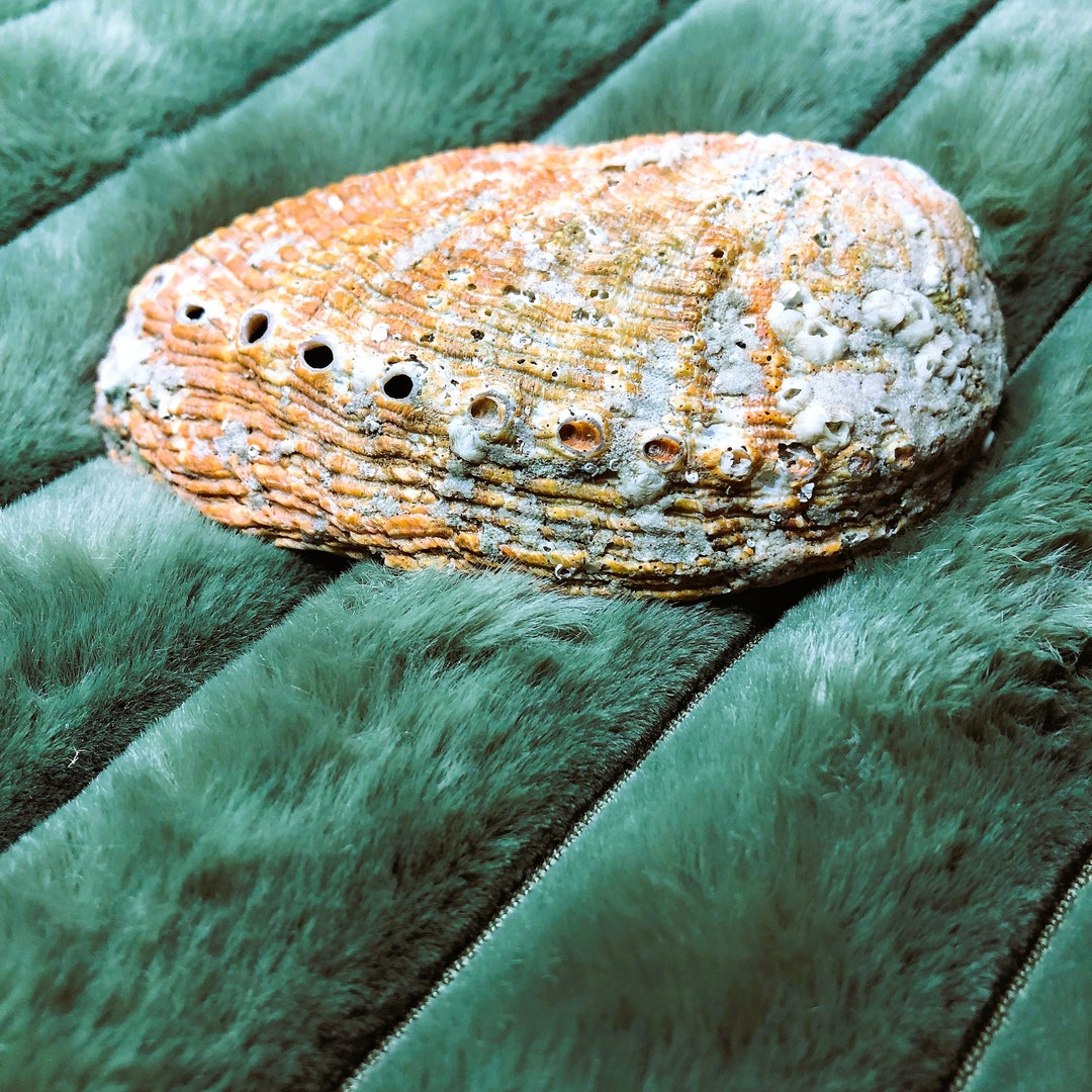Abalone - Shell - 10 / 12 Cm - Origin Finistère - Brittany - France ...