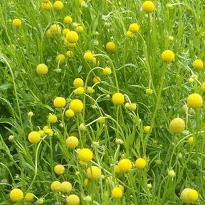 May include: A field of green grass with many small yellow flowers. The flowers are round and have a fuzzy texture.