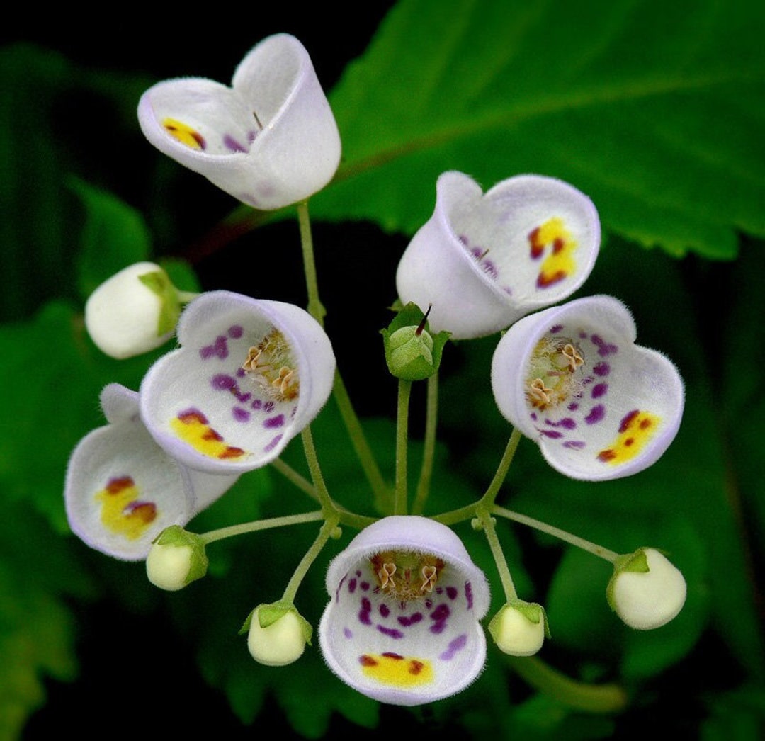 Rare Seeds Jovellana Punctata / Tea Cup Plant Violet Slipper Etsy