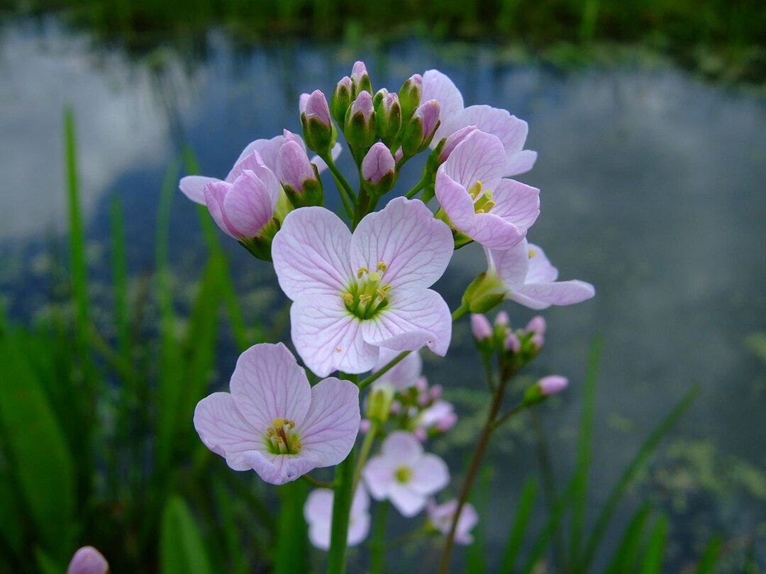 Rare Cardamine Pratensis / Cuckoo Flower Ladys Smock 20 Seeds White ...