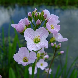 May include: A cluster of delicate pink flowers with white centres bloom against a backdrop of green foliage and a blurred blue water surface.