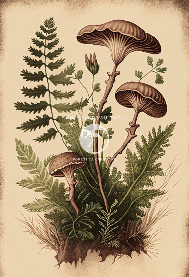 May include: A vintage botanical illustration featuring three mushrooms with brown caps and stems surrounded by green ferns and leaves on a cream background.