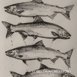 May include: A black and white pencil drawing of four salmon swimming in a vertical line. The drawing is on a white background and includes the text "FORESTICA CREATIONS".