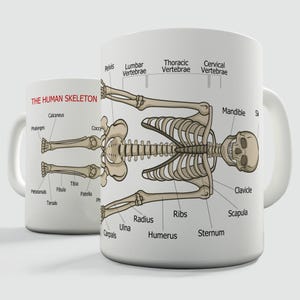 The Human Skeleton Educational Gift Mug