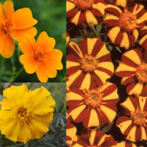 Semi di fiori di calendula calendula mix di arancia biologica