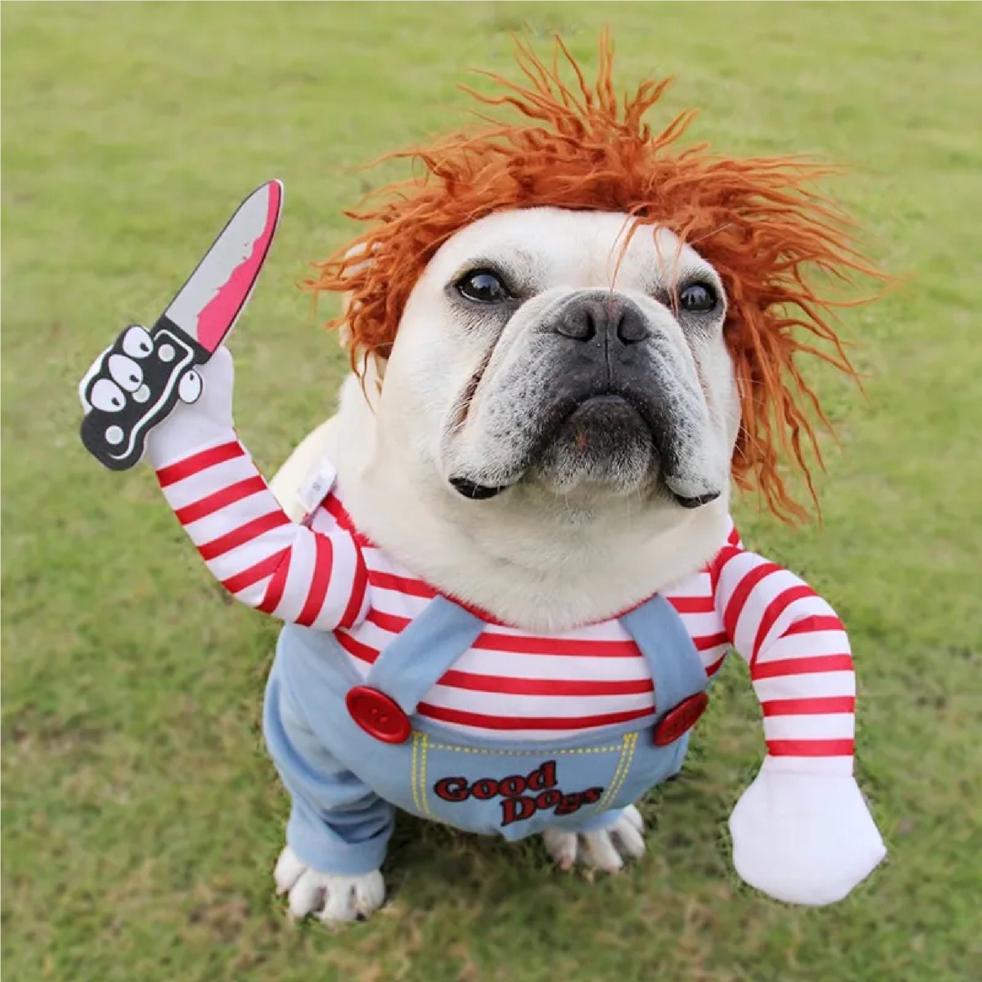 Chucky the sale dog