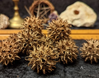 Sweet Gum Ball - Witches' Burr (Liquidambar styraciflua)