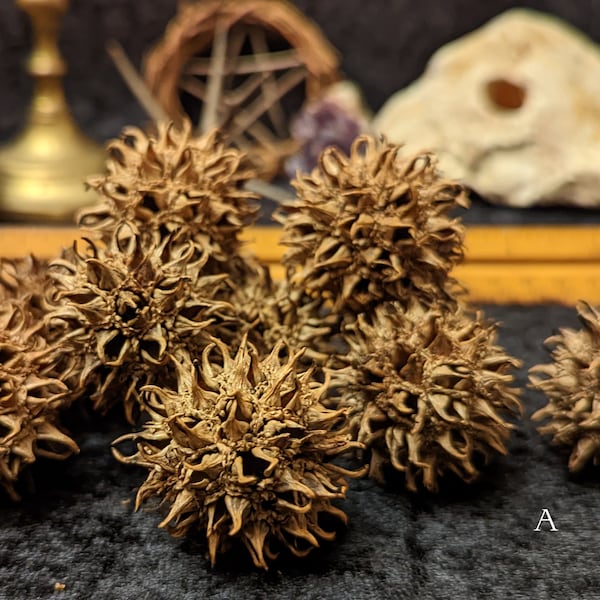 Sweet Gum Ball - Witches' Burr (Liquidambar styraciflua)