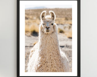 Fine Art Print Llama Animal Portrait Argentina Photo Print Nature Wall Decoration Premium Photography