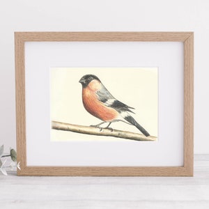 Printable art - Bullfinch - watercolor pencil