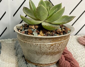Succulent Houseplant Pot Handmade Pottery for Plant Lovers Made in Oregon by West Hills Studio