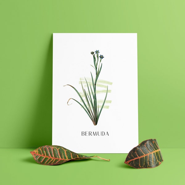 Printable Bermuda Blue Eyed Grass Flowers of the World Minimalist Poster