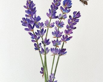 Art print of my Original Botanical Artwork 'Lavender'. Best and elegant gift for any occasion. Limited Edition (25). Size A3, unframed