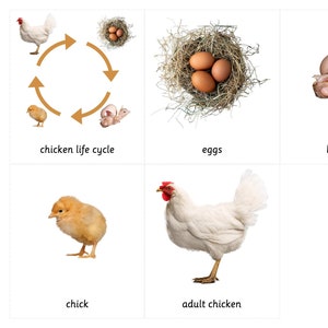 Cycle de vie du poulet - Cartes Montessori en 3 parties