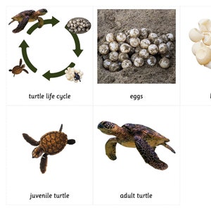 Levenscyclus zeeschildpad: 3-delige montessorikaarten