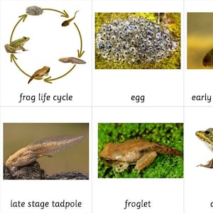 Frog Life Cycle - Montessori 3 Part Cards