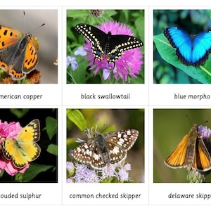 Schmetterling Montessori 3-teilige Karten